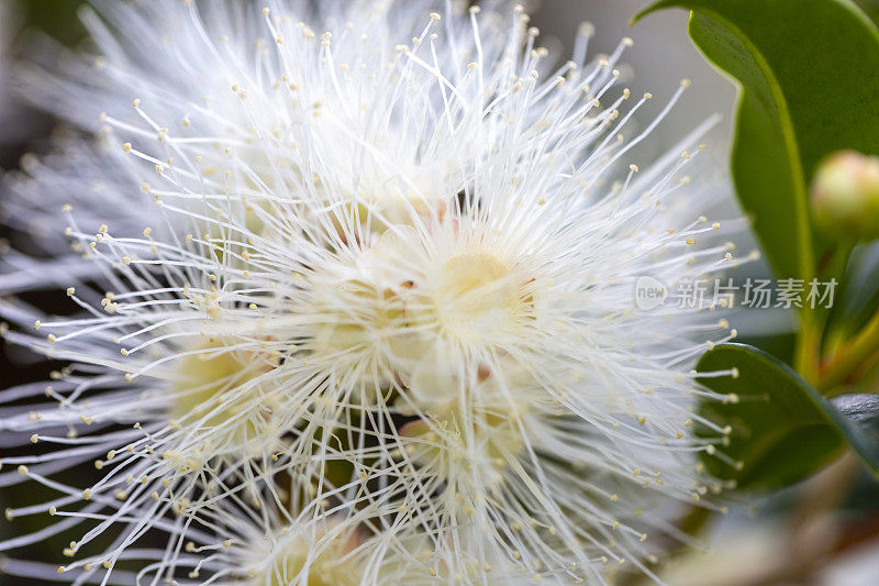 宏观白色绒毛花，s Lilly Pilly Syzugium，美丽的自然背景与复制空间